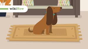 Geruch entfernen von a z so neutralisierst du geruche im haushalt geruch entfernen geruch. Geruch Von Hundeurin Aus Teppichen Entfernen Wikihow