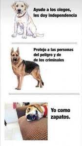 Jajaja Que Util Perros Graciosos Memes Perros Memes De Perros Chistosos