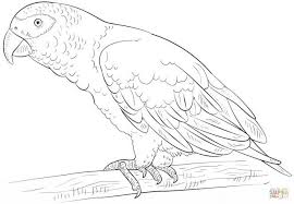 5 out of 5 stars. 30 Great Photo Of Parrot Coloring Pages Albanysinsanity Com Parrot Drawing African Grey Parrot Bird Drawings