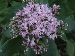 Image result for Vernonia natalensis