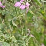 Image result for Dicliptera paniculata