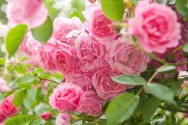 Transgenic plants expressing bacillus thuringiensis (bt) toxins have been used successfully to provide resistance against selected insect pests for several years. What Roses Grow In Zone 9 Selecting Rose Bushes For Zone 9 Climates
