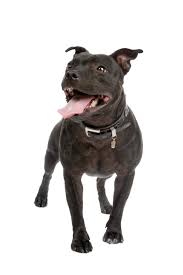 The staffordshire bull terrier is a muscular dog, very strong for its size. Staffordshire Bull Terrier Information And Pictures Petguide