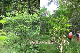 Daun serai kayu syzygium polyanthum myrtaceae. Warna Warni Hidupku Pokok Serai Kayu