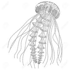 4.5 out of 5 stars (153) $ 1.99. High Detailed Jellyfish For Adult Antistress Coloring Page Black White Hand Drawn Doodle Oceanic Animal For Art Therapy Sketch For Tattoo Poster Print T Shirt Vector Illustration Royalty Free Cliparts Vectors And Stock