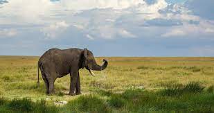 Elephant Water Sprays 4k Ultra Hd Wallpaper Elephant Wallpaper Elephant African Elephant