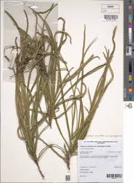 Image result for Atalaya alata