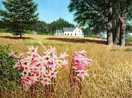 Pin On Grasses Foliage Fields Watercolor Paintings