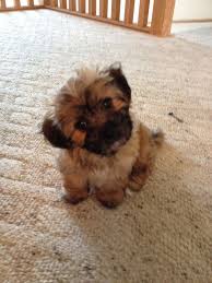 Teacup shih tzu, miniature, munchkin or dwarf, tiny teacup, tiny teacup, chinese teacup, and tiny toy shih tzu are all names that are being utilized… at this time the airlines will ship puppies to the following states: Shih Tzu Puppies Iowa Dogs Breeds And Everything About Our Best Friends