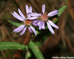 Image result for Aster chimanimaniensis