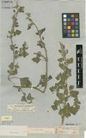 Image result for Chenopodium opulifolium