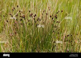 Image result for Schoenus