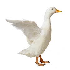 Beef, pork, lamb, duck, poultry, foie gras, caviar, bacon Jumbo Pekin Ducks For Sale Buy Jumbo Pekin Ducks