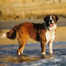 Sometimes the wait to be seen can be more painful than the thing that is making you sick. Saint Bernard Pdsa
