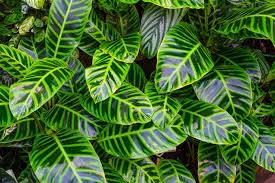 Monstera (harga mulai rp5.000) tanaman yang satu ini jadi primadona pencinta tanaman hias daun, nih! Jenis Tanaman Hias Berdaun Lebar Penghias Halaman Yang Elegan Pertanianku