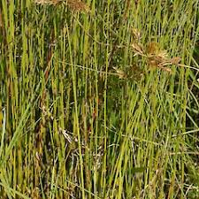 Image result for Pycreus polystachyos