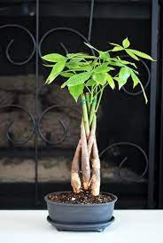 If you are a bonsai beginner, this braided bonsai will be ideal for you. Amazon Com 9greenbox 5 Braided Money Trees Bonsai With Water Tray And Fertilizer Bonsai Plants Garden Outdoor