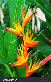 Heliconia Flower Variety Stock Photo 58041370 Shutterstock Heliconia Flower Heliconia Stock Photos