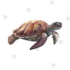 Морская черепаха, подводные животные. Нарисованный акварелью от руки.  Аквариум, тропический, риф, изолят на белом фоне. - Ozero - российский  фотосток