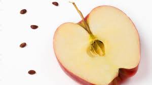 Check spelling or type a new query. Jarang Diketahui Buah Apel Itu Sehat Tapi Tidak Dengan Bijinya Mengandung Racun Sianida Tribun Kaltim