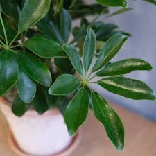 Image result for Schefflera