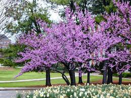 Maybe you would like to learn more about one of these? Redbud Tree Varieties Plantingtree
