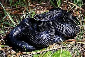 Pin On Snakes