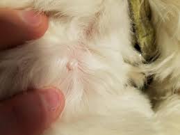 In these cases, the elbow lump may be related to swelling of the elbow. Found A Small Bump On My Dogs Shoulder Blade Near His Neck I Ve Seen Or Felt Small Bumps On Him Before But They Were Usually Nothing Petcoach