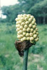 Image result for Anchomanes