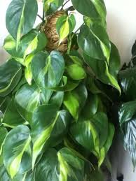 Garden Answers Plant Identification Plant Identification Inside Garden Heart Leaf Philodendron