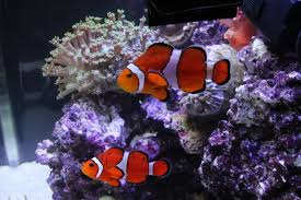 Clown Fish