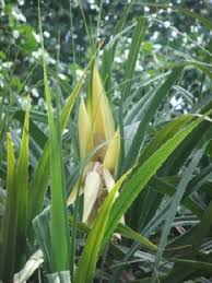 Image result for Pandanus chiliocarpus