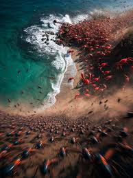 They Released Millions of Ant Killers on Crab Island - And the Change ... |  TikTok