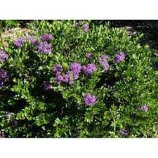 If you have hot weather plant verbena in your garden. Hebe Shrubs