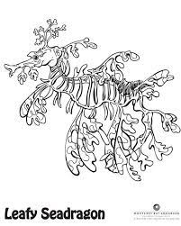 What Colors Will You Make This Leafy Sea Dragon Dragon Coloring Page Leafy Sea Dragon Sea Dragon