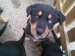 Rottweiler husky mix breed is a very cute and energetic dog but has some drawbacks as well. Rottweiler Mixed With Husky Common Information