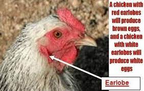 Winter hardiness is another matter. Learn What Color Eggs Your Chickens Will Lay Subscribe And Receive Free Ideas Ebooks Http On Fb Me Uxd9nr Chicken Facts Chickens Raising Chickens