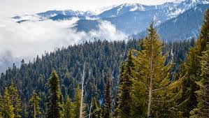 Usa #3 in best cheap vacations in the u.s. Olympic National Park 10 Things Not To Miss In The Park