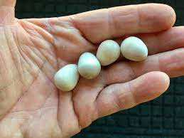 In most cases it can take anywhere from 10 days to 30 days for the eggs to hatch. House Sparrows Kill Native Birds Try These Techniques To Deter Them