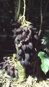 Image result for Mucuna glabrialata
