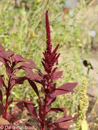 Image result for Amaranthus hybridus