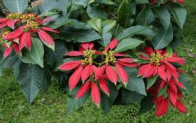 Image result for Euphorbia pulcherrima