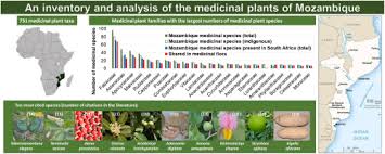 Image result for Cyphostemma paucidentatum