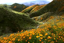 32260 mission trail, lake elsinore, ca 92530. How To See California S Super Bloom Conde Nast Traveler