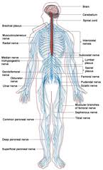 It f the central nervous system, composed of the brain, spinal cord and an extensive neur. File Nervous System Diagram Png Wikimedia Commons