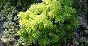 For those planting in backyard gardens, companion planting can offer some great benefits as well as offering a beautiful visual. Conifers And Companion Planting American Conifer Society