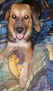 Lost Dog Found in Fort Worth, Texas, Needs Owner or Forever Home