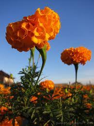 Informasi seputar bunga marigold, 12 manfaat bunga marigold bagi kesehatan, serta tips bunga marigold bisa dikonsumsi ataupun diolah dengan berbagai cara untuk memperoleh manfaatnya. Toko Pertanian Petani Indonesia Lmga Agro Meraup Untung Dengan Budidaya Bunga Marigold