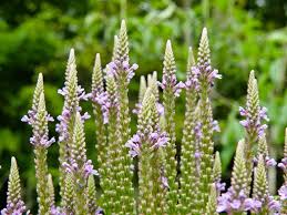 Image result for Verbenaceae