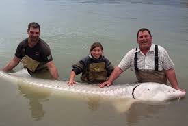 Living in a range of habitats, from subtropical to. Freshwater Fisheries Society Of Bc Blog